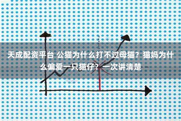 天成配资平台 公猫为什么打不过母猫?猫妈为什么偏爱一只猫仔?一次讲清楚